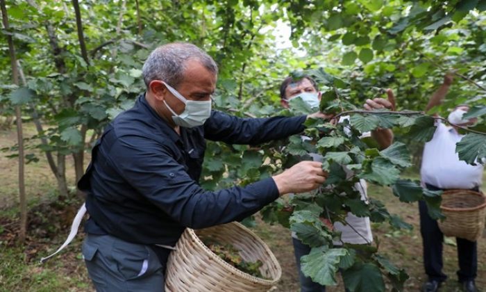 Vali Sonel, Fındık Hasadında Bulundu